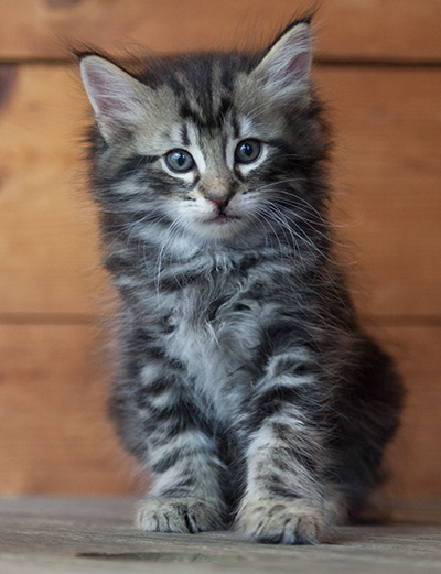 Neptun - 6 weeks old