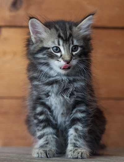 Neptun - 6 weeks old
