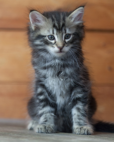 Neptun - 6 weeks old