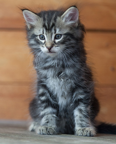 Neptun - 6 weeks old