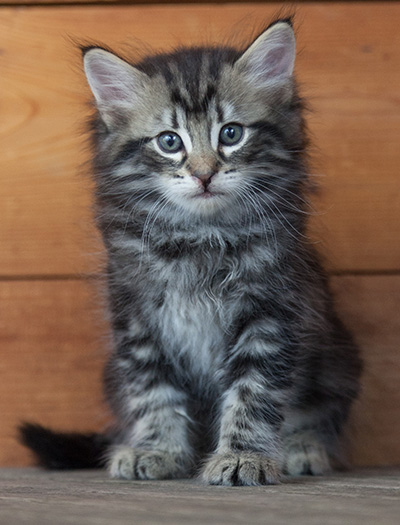 Neptun - 6 weeks old