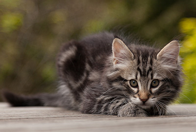 Neptun - 9 weeks old