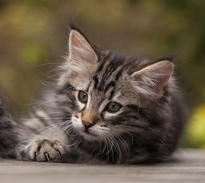 Neptun - 9 weeks old