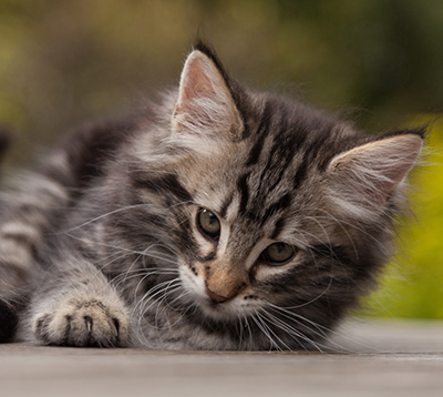 Neptun - 9 weeks old