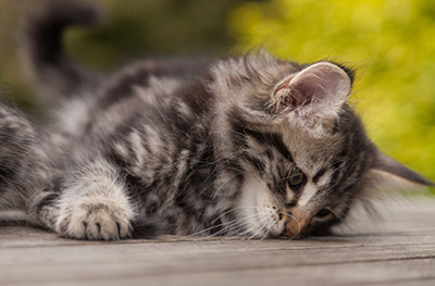 Neptun - 9 weeks old