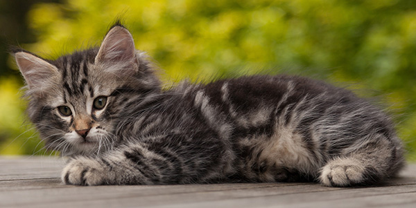 Neptun - 9 weeks old