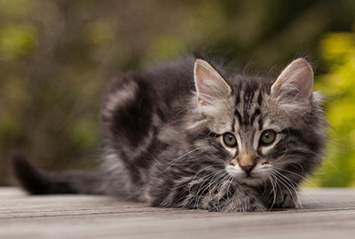 Neptun - 9 weeks old