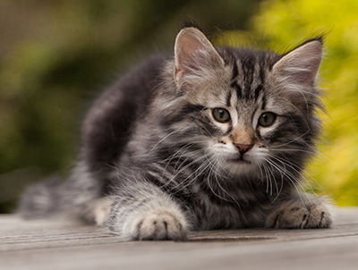 Neptun - 9 weeks old