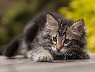 Neptun - 9 weeks old