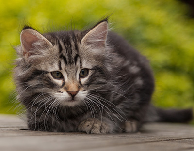 Neptun - 9 weeks old