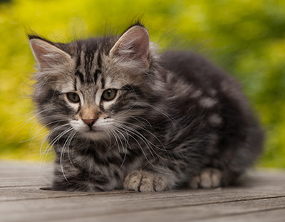 Neptun - 9 weeks old