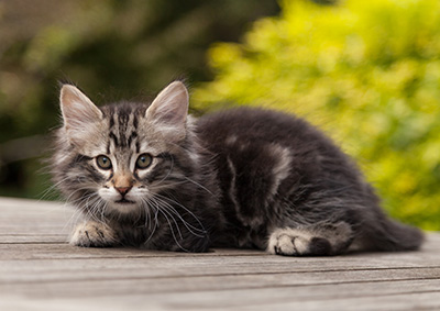 Neptun - 9 weeks old