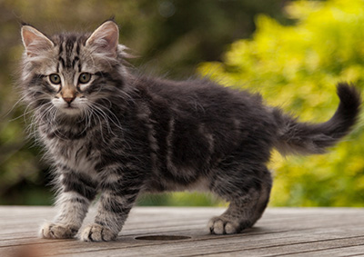 Neptun - 9 weeks old