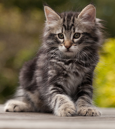 Neptun - 9 weeks old