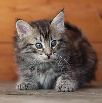 Nestor - 6 weeks old
