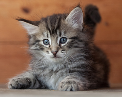 Nestor - 6 weeks old