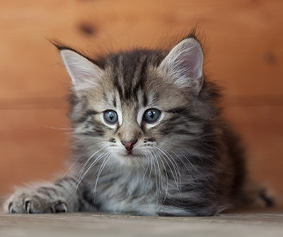 Nestor - 6 weeks old