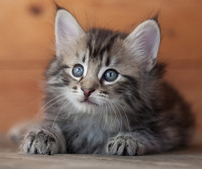Nestor - 6 weeks old