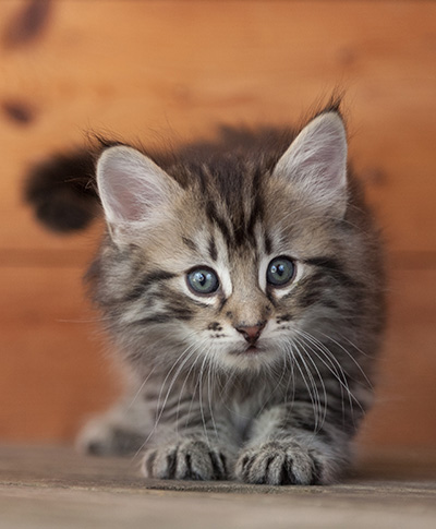 Nestor - 6 weeks old