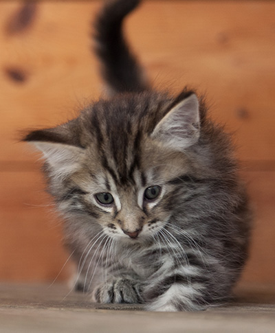 Nestor - 6 weeks old