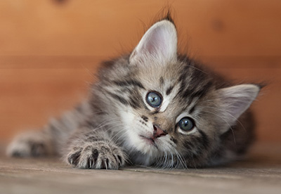 Nestor - 6 weeks old