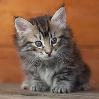 Nestor - 6 weeks old