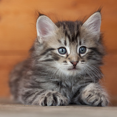 Nestor - 6 weeks old