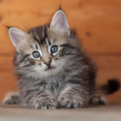Nestor - 6 weeks old