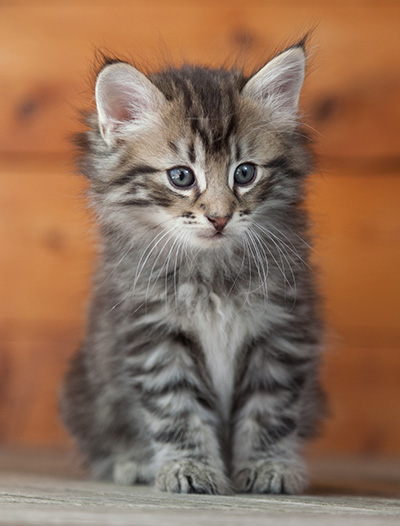 Nestor - 6 weeks old