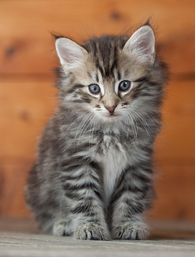 Nestor - 6 weeks old