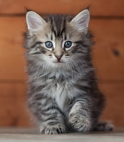 Nestor - 6 weeks old