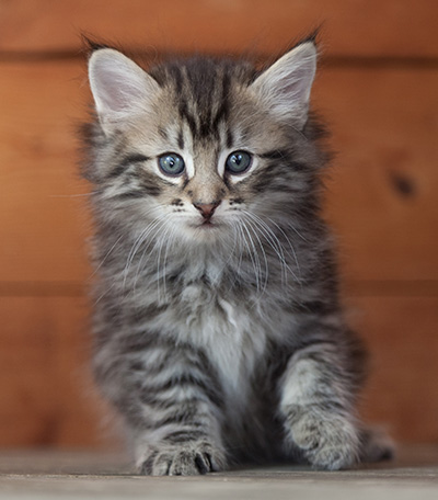 Nestor - 6 weeks old