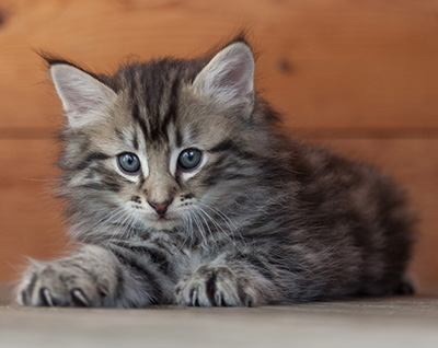 Nestor - 6 weeks old
