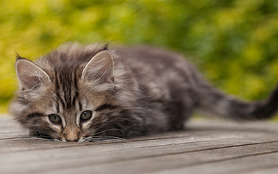Nestor - 9 weeks old