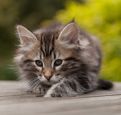 Nestor - 9 weeks old
