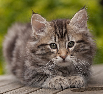 Nestor - 9 weeks old
