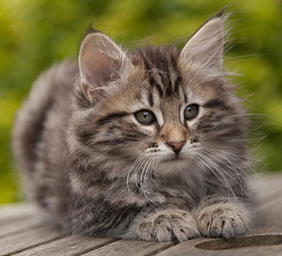 Nestor - 9 weeks old