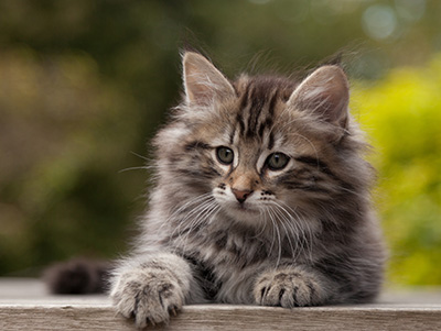 Nestor - 9 weeks old