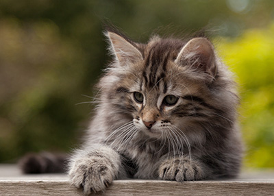 Nestor - 9 weeks old