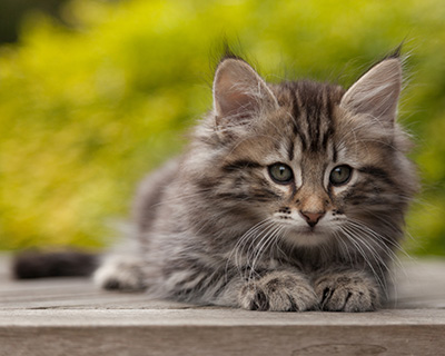 Nestor - 9 weeks old