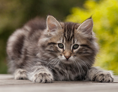 Nestor - 9 weeks old