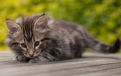 Nestor - 9 weeks old