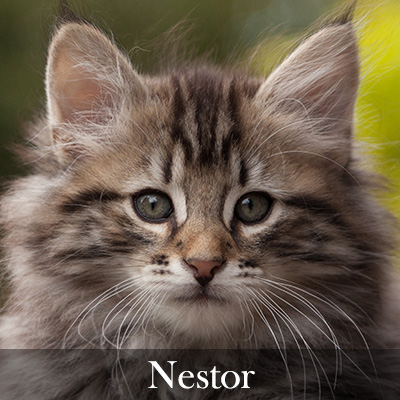 Nestor