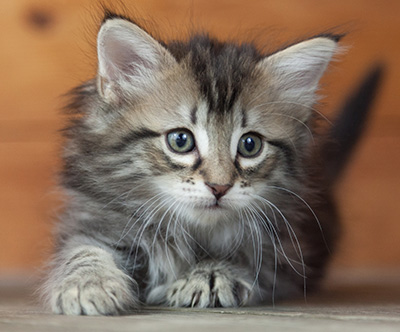 Nina - 6 weeks old
