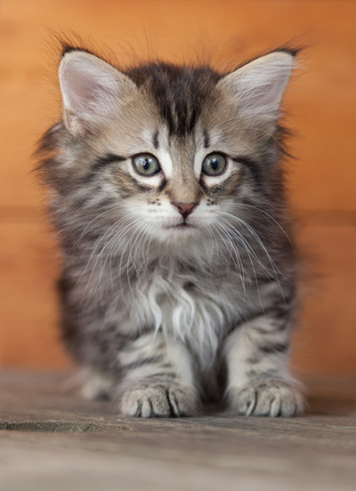 Nina - 6 weeks old