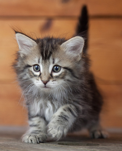 Nina - 6 weeks old