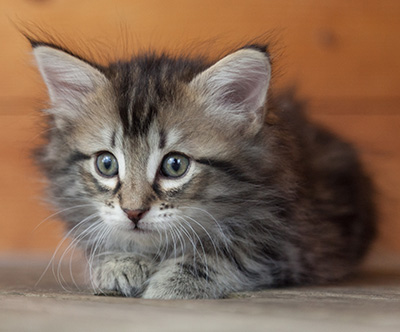 Nina - 6 weeks old