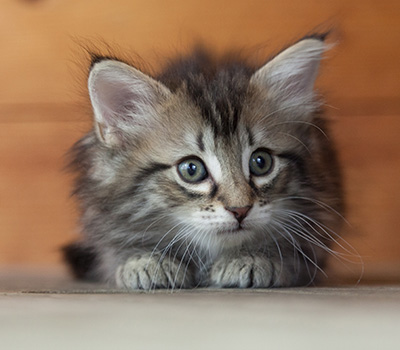 Nina - 6 weeks old