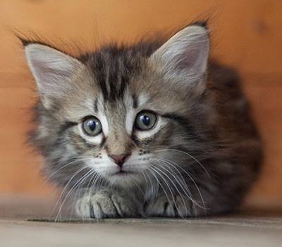 Nina - 6 weeks old