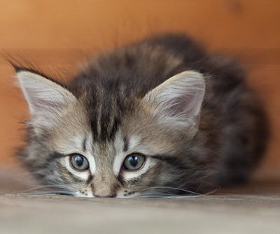 Nina - 6 weeks old
